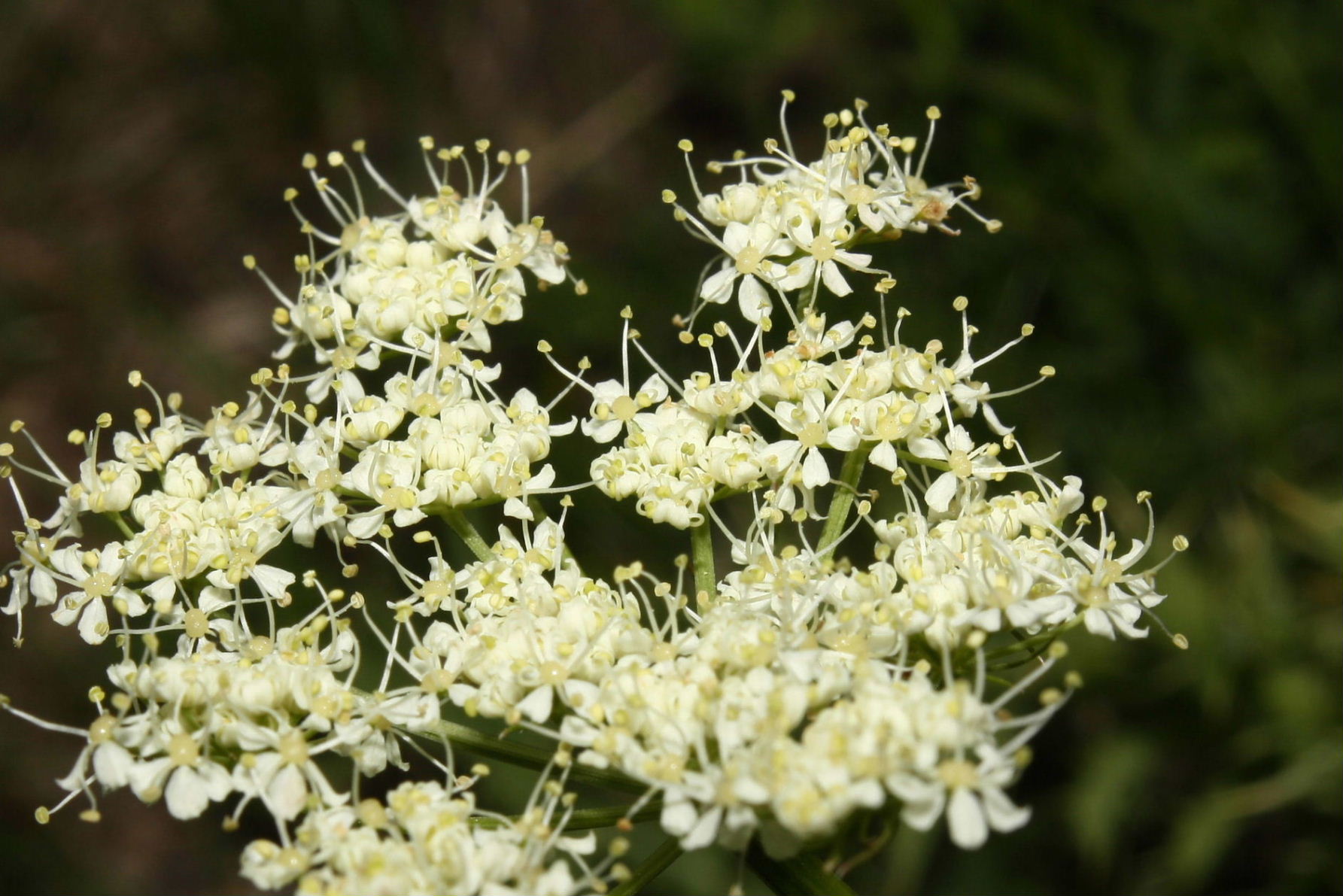 Meum athamanticum / Finocchiella